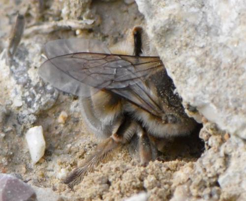 Réf. 247 542 : Eucera nigrilabris